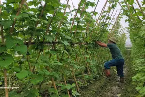 Production de légumes biologiques dans la commune de Trung Gia, à Hanoï. Photo : VNA