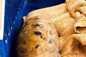 La tortue à tête jaune. Photo : VNA.