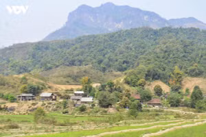 Disposant de plus de 434 000 hectares de forêts, dont près de 98 % sont naturelles, la province de Dien Bien possède de précieux atouts pour développer son marché de crédits carbone forestiers. Photo: VOV