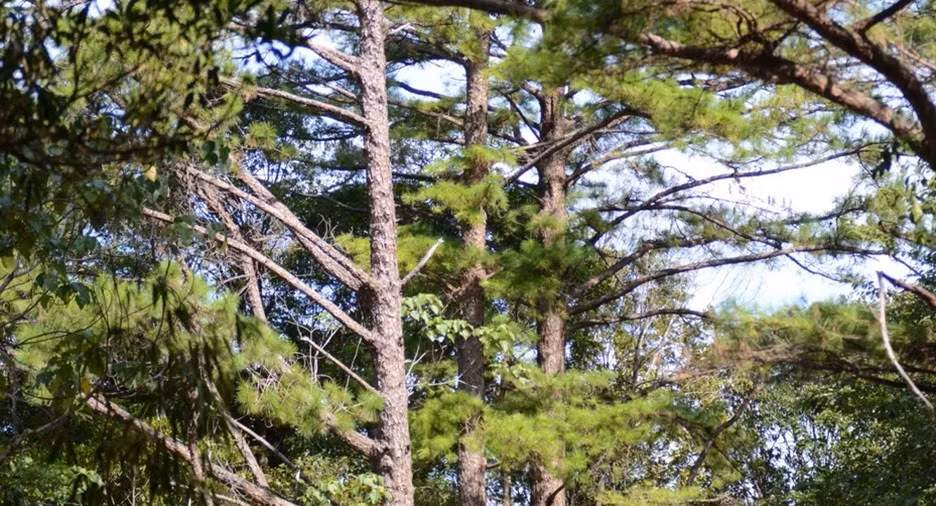 Au parc national de Bach Ma, préserver la nature tout en développant l'écotourisme ảnh 4