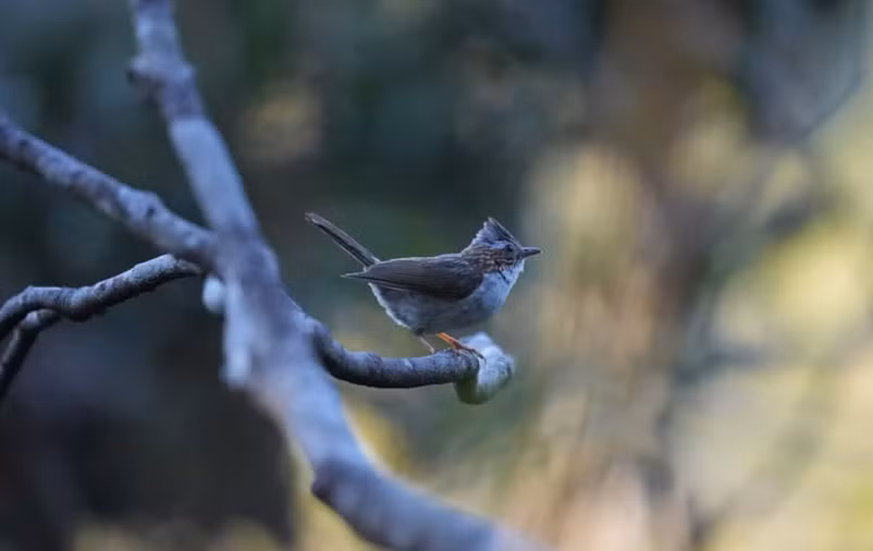 Au parc national de Bach Ma, préserver la nature tout en développant l'écotourisme ảnh 5