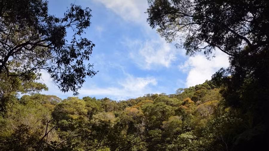 Au parc national de Bach Ma, préserver la nature tout en développant l'écotourisme ảnh 2
