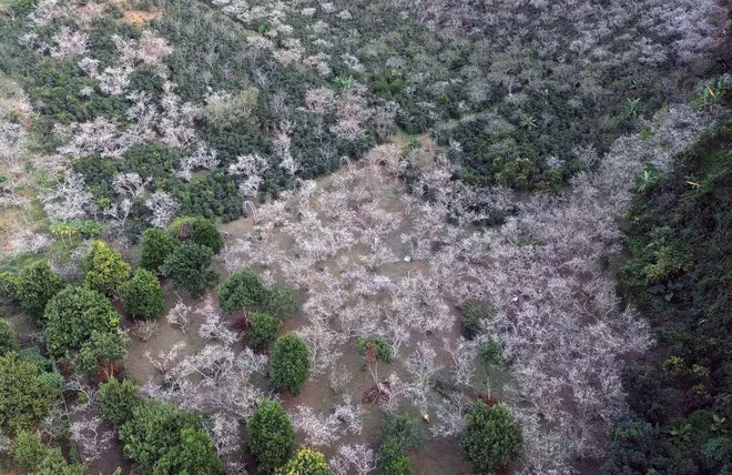 Un verger de pruniers en pleine floraison au village de Hom, quartier de Chieng Coi, province de Son La, transformant les paysages montagneux en un tapis blanc immaculé. Photo : VNA