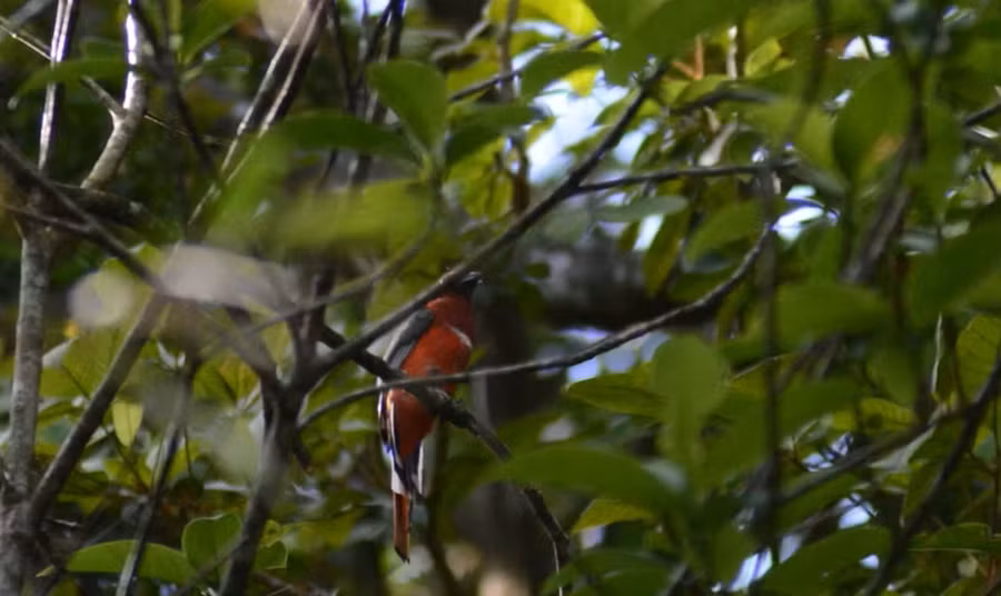 Au parc national de Bach Ma, préserver la nature tout en développant l'écotourisme ảnh 11