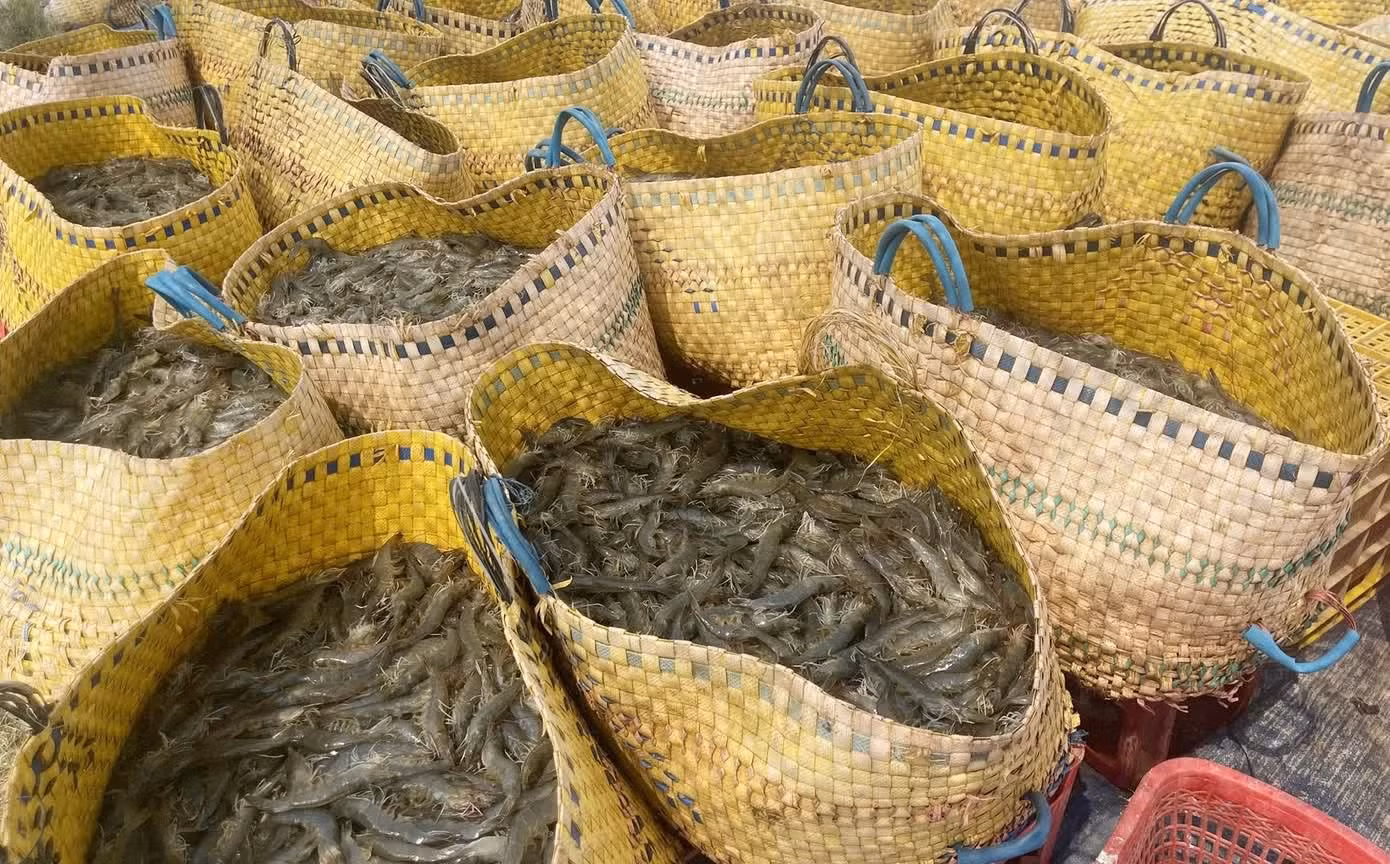 Les exportations vietnamiennes de produits aquatiques ont dépassé 1,135 milliard de dollars en septembre. Photo : Tienphong.