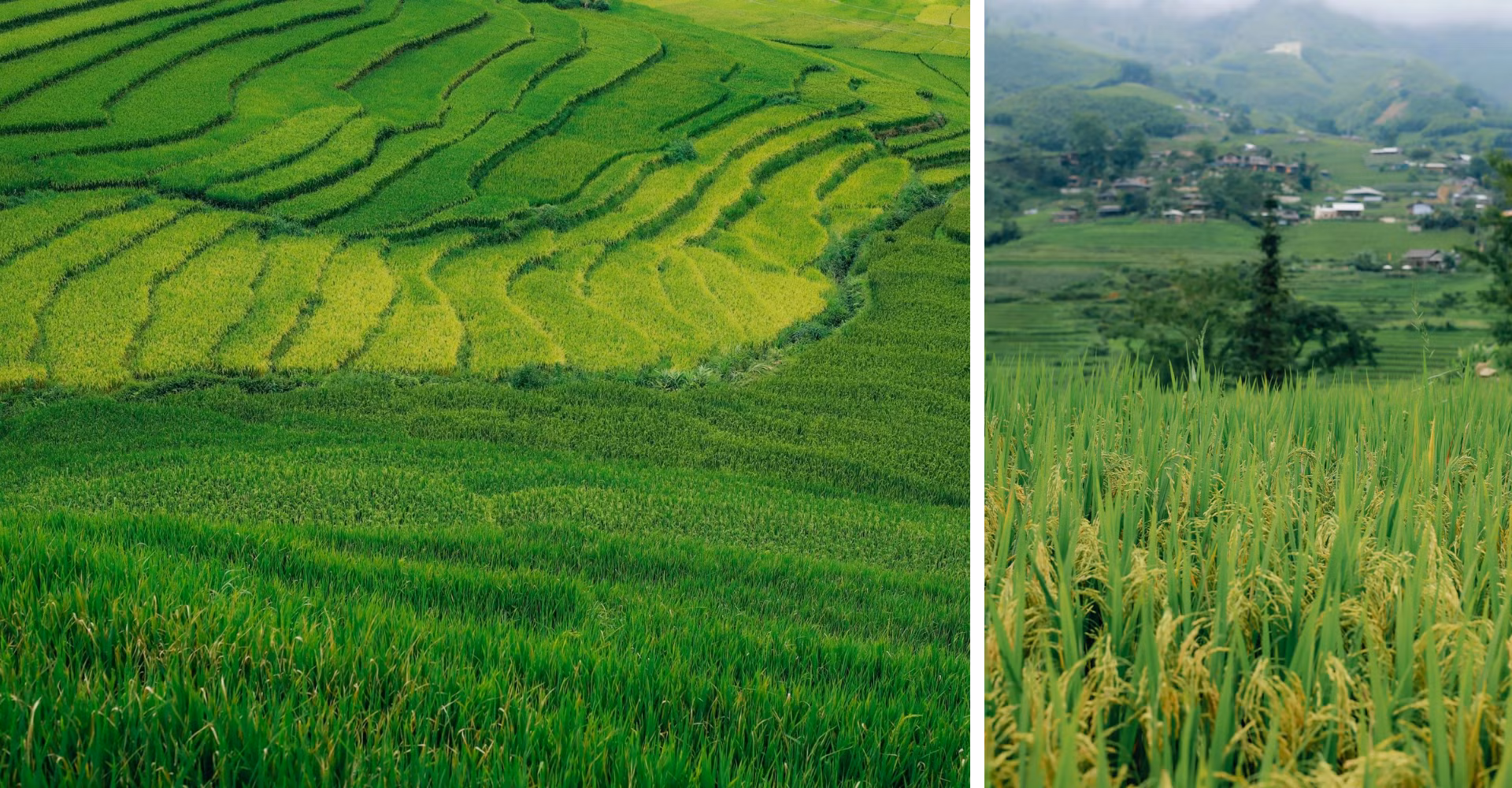 thiet-ke-chua-co-ten-2.png