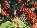 Les produits de café Gia Lai sont désormais disponibles dans plus de 60 pays et territoires. Photo : congthuong.vn