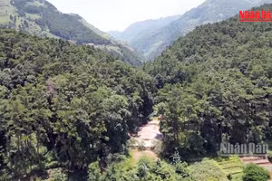 La protection des forêts de « pơ mu » offre des opportunités au développement touristique