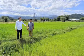 Le président du Comité populaire de la commune de Phan Son, Mai Hong Dang, visite le modèle de la coopérative de riz Me Phan Lam. (Photo : Thanh Hai)
