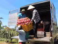 Récolte de pitayas dans la province de Lâm Đồng. Photo : VNA 
