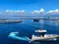 Une ferme de bars asiatiques en eaux profondes exploitée par Australis Aquaculture Vietnam dans la baie de Van Phong, province de Khanh Hoa. Photo : Quoc Viet-Le Quan.
