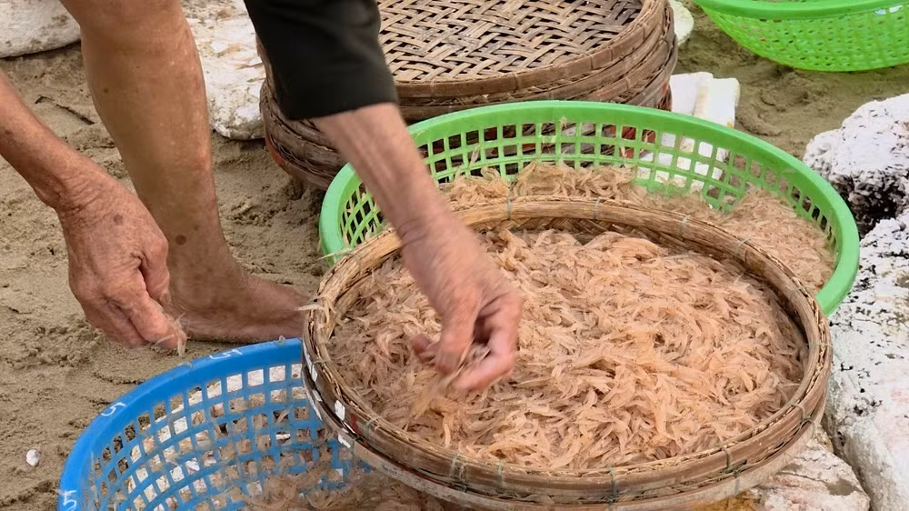 Des paniers de petites crevettes sont triés et préparés pour la fabrication de sauce de poisson fermentée ou pour le séchage. Photo : VHO.