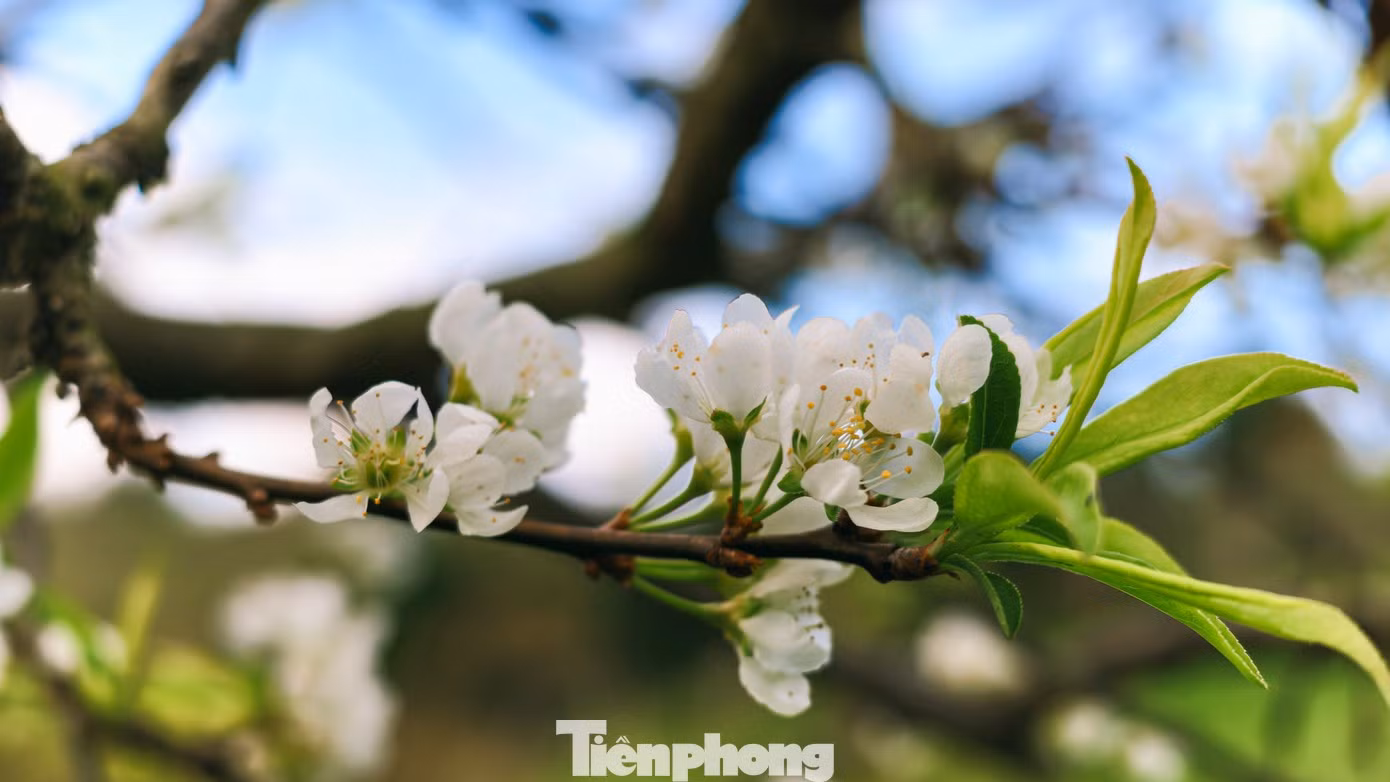Kieu Anh Tuyet, une visiteuse de Hanoi, raconte que, même si les fleurs ne sont pas encore très abondantes, elle apprécie particulièrement de pouvoir se promener dans des vergers encore paisibles, au milieu des premières grappes de fleurs de prunier.