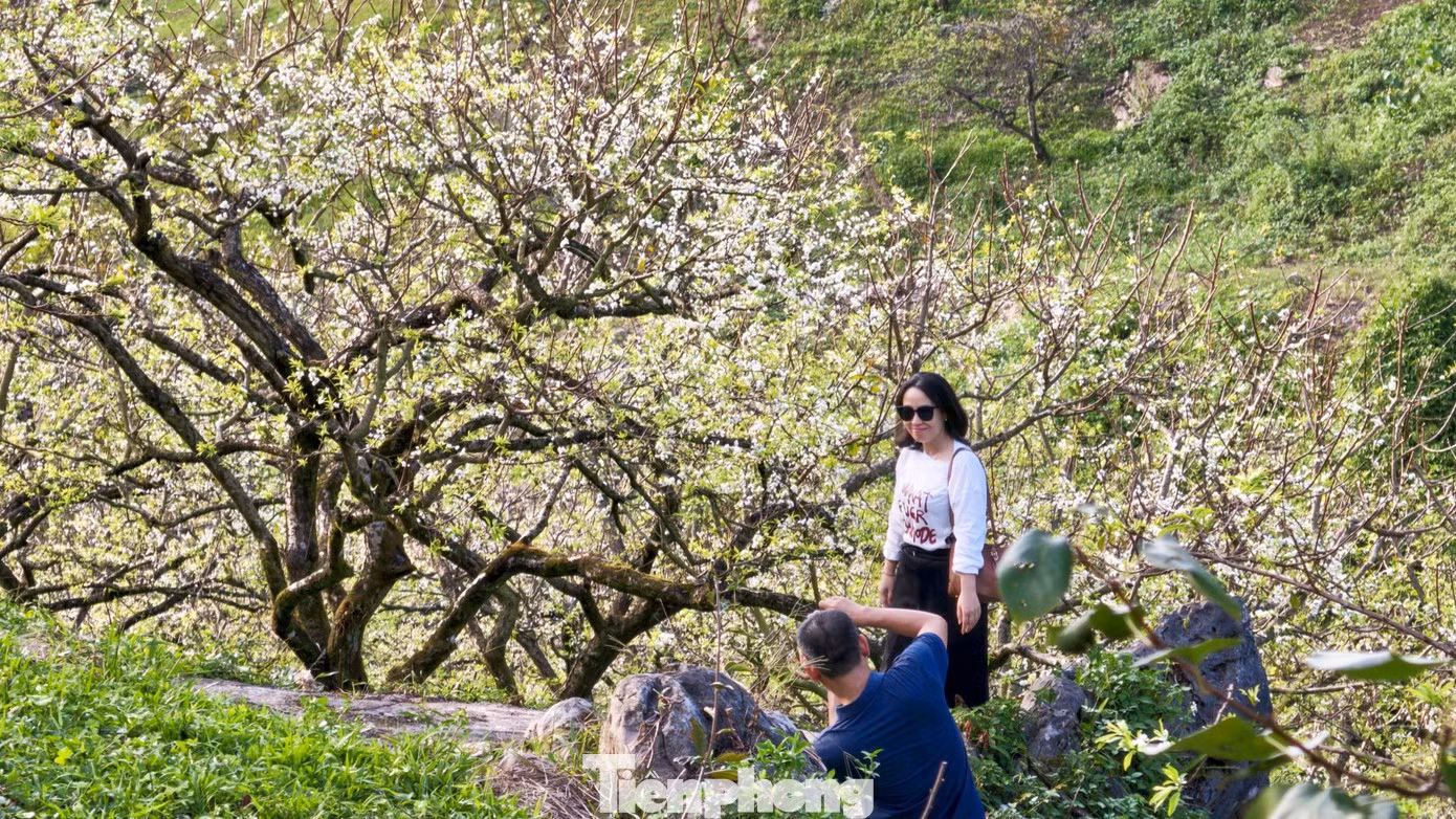 Vi Thi Hoa, une visiteuse originaire de Lang Son, explique qu’elle était initialement venue à Moc Chau pour se reposer et profiter de l’air frais de l’automne. En apprenant que certains vergers étaient déjà en fleurs, elle en a profité pour aller les admirer. « Je ne pensais pas qu’il y aurait déjà des fleurs de prunier en octobre. C’est une expérience vraiment différente », confie-t-elle.