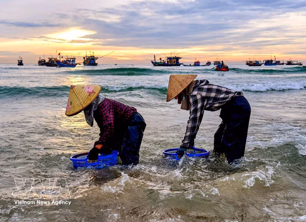 Bien plus qu'un simple lieu de commerce de fruits de mer, le marché aux poissons de Tam Tien reflète aussi de manière vivante la vie de la communauté côtière. Photo: VNA