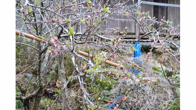 Les pêchers d’Ô Quy Hô peuvent se vendre jusqu’à plusieurs millions. Photo: https://nongnghiep.vn