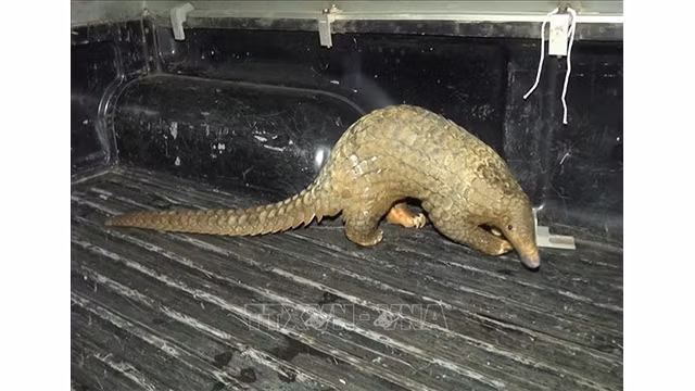 Le pangolin est remis au parc national de Bù Gia Mâp. Photo : VNA.