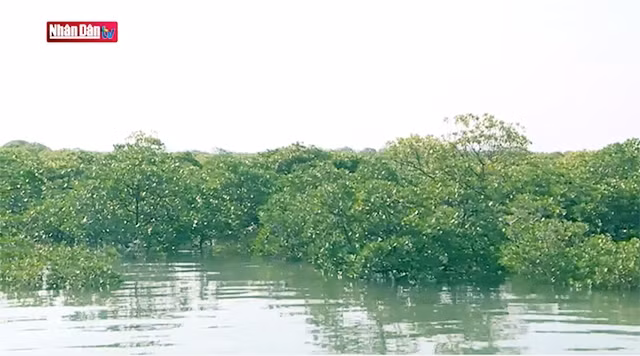 Les mangroves de Dông Rui, site touristique incontournable de Quang Ninh