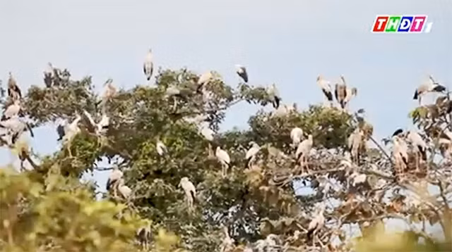 Les becs-ouverts indiens au Parc national de Lò Gò - Xa Mát