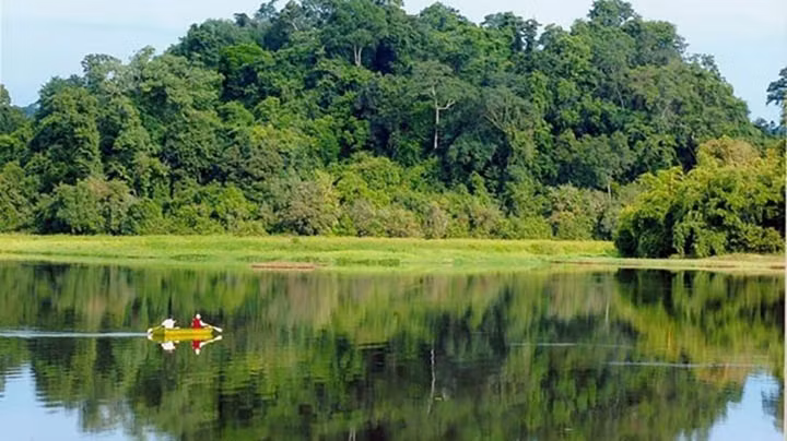 Forêt sur l'île de Phu Quôc. Photo : Vinpearl.