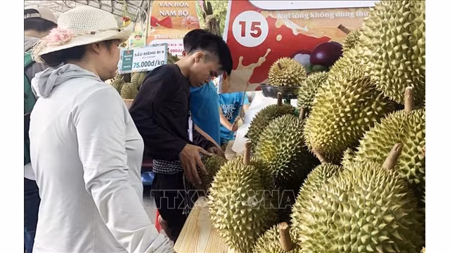 Des durians, spécialités du Sud présentés lors du Festival des fruits du Nam Bô. Photo : VNA.