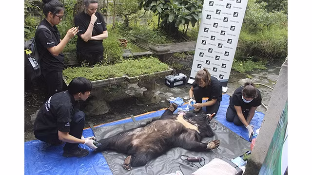Les deux ours ont fait l'objet d'unLes anesthésie, d'un examen physique, des premiers soins menés par les médecins vétérinaires avant leur transfert au Centre de protection des ours du Vietnam. Photo : http://baophutho.vn