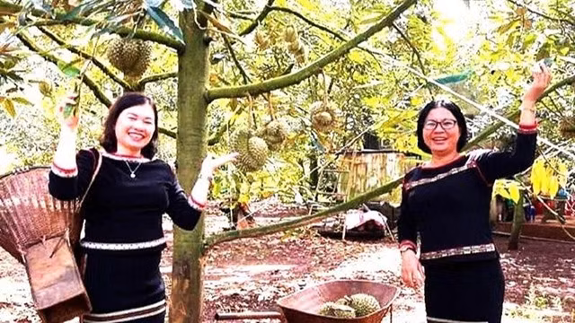 Le district de Krong Pac organisera le premier festival du durian de 2022. Photo : NDEL.