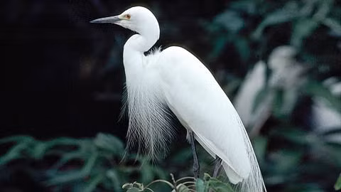 Un héron mâle dans un sanctuaire pour oiseaux en Inde. Photo: ONU.