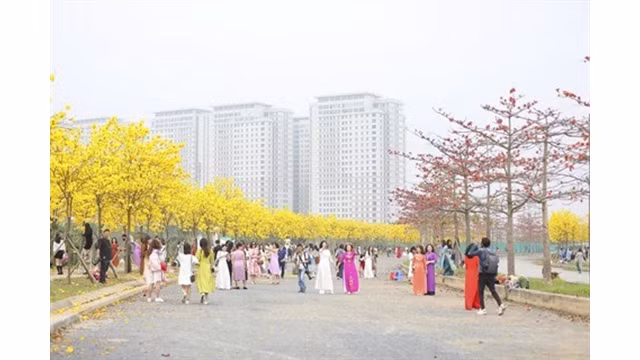 Une rue de phong linh et de kapokier en floraison à Park City, à Hanoï.