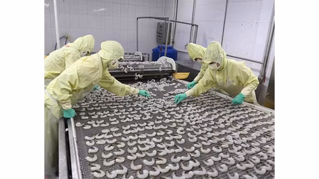 Transformation de crevettes pour l'exportation. Photo : VNA/CVN.