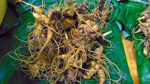 Le ginseng de Ngoc Linh s'est vendu à des dizaines à des centaines de millions de dôngs chacun. Photo : NDEL.