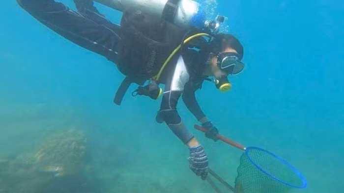 Eliminer les étoiles de mer venimeuses responsables de la mort du corail. Photo : infonet.