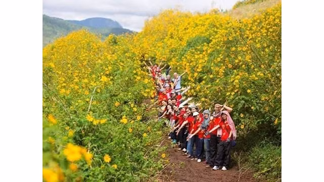 Des fleurs de tournesol sauvage "da quỳ" dans le parc de Ba Vi attirent de nombreux jeunes. Photo : Journal Hanoimoi.