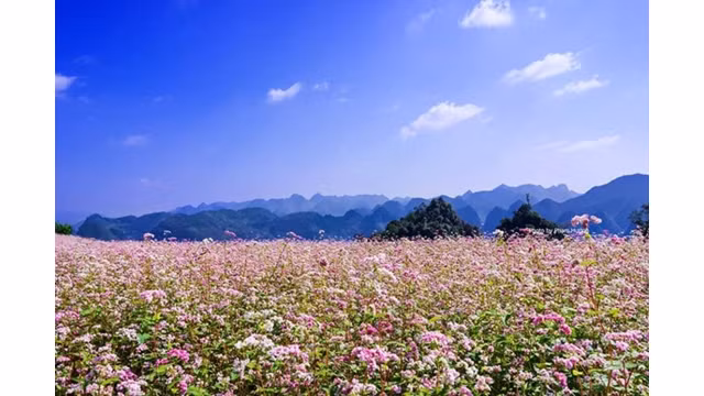 Les visiteurs auront l’occasion de contempler les paysages majestueux du plateau karstique, des collines des fleurs de sarrasins. Photo: blogphuot.info