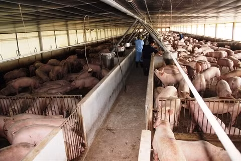 L’utilisation de substances interdites dans la production, le traitement et la conservation d’aliments sera gravement sanctionnée. Photo: VNA/CVN.