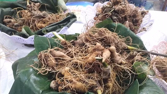 Les ginsengs présentés au festival du ginseng de Ngoc Linh. Photo : VNA