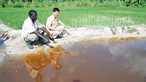 Un expert vietnamien travaille aux côtés de riziculteurs ghanéens dans le cadre d'un projet FAO de coopération Sud-Sud. Photo: FAO.