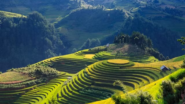 Des rizières en gradin à Sapa. Photo : Klook.