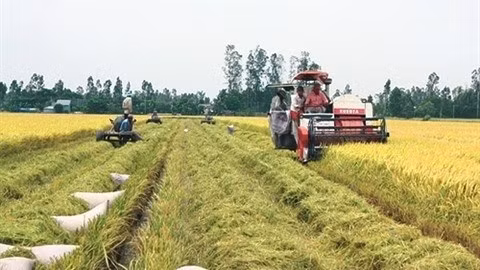 L’APEC a fait de la sécurité alimentaire l’une de ses priorités. Photo: VNA.