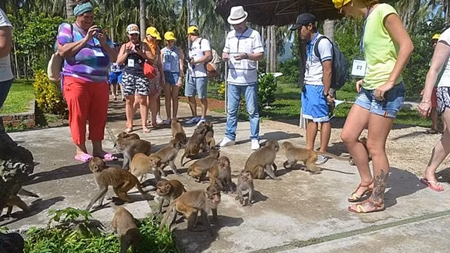 Les touristes étrangers s’intéressent beaucoup aux singes. Photo: baoquocte.vn