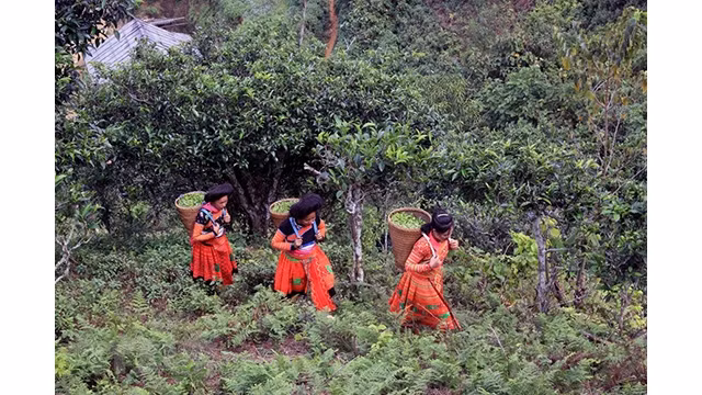 La cueillette de feuilles de théier shan séculaire au village de Be, commune de Tà Xua, district de Bac Yên. Photo : VNA.