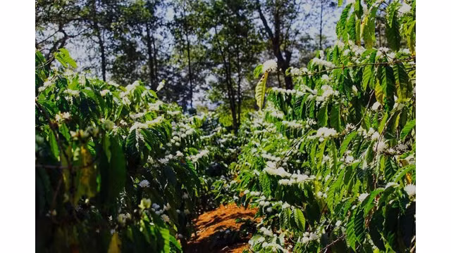 Les fleurs de caféier de la région de Tây Nguyên. Photo : https://dantri.com.vn/