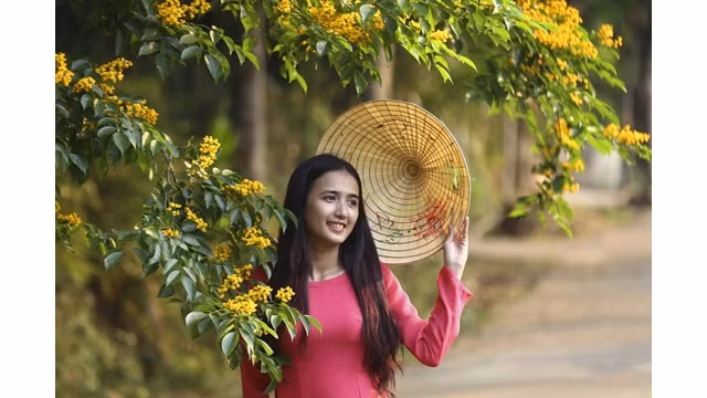 Les jeunes filles à côté des fleurs « sua » (dalbergia tonkinensis). Photo : http://www.baoquangninh.com.vn
