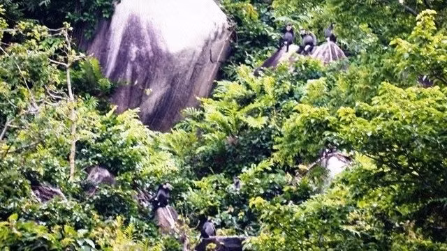 Les doucs à pattes noires découverts à la montagne de Chua Chan (dans le district de Xuân Lôc, province de Dông Nai. Photo: NDEL.