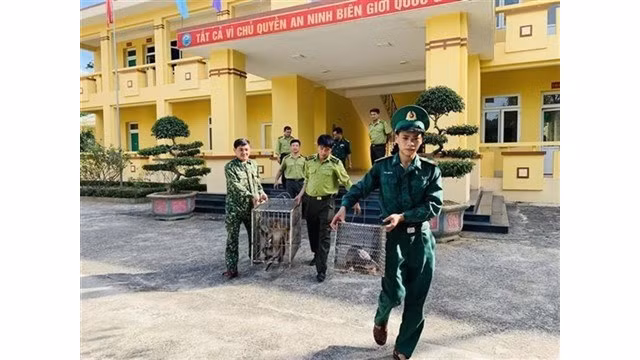  Pour proteger les animaux sauvages au nord de la cordillere Truong Son hinh anh 1 Un macaque d'Assam (Macaca assamensis) et un pangolin pris en charge au Parc national de Vu Quang, dans la province de Hà Tinh (Centre). Photo : VNA/CVN