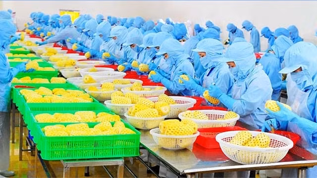  Le marché chinois augmente ses importations de fruits et légumes transformés en provenance du Vietnam. Photo : congthuong.vn