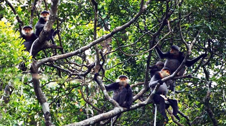 Des doucs langurs à pattes noires. Photo : baodantoc.vn