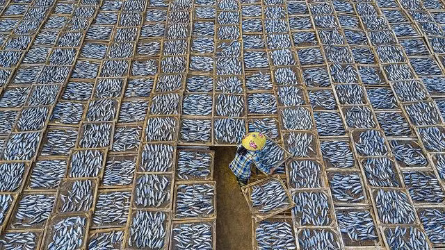 Le cliché du photographe vietnamien Khanh Phan sur le séchage de poissons. Photo: baoquocte.vn
