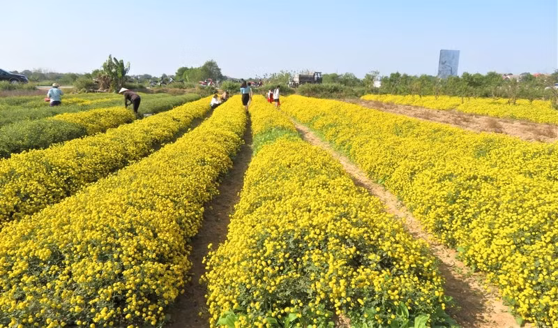 Les "cuc chi" sont des plantes traditionnelles cultivées à grande échelle dans le village de Nghia Trai. Photo : Tri Minh/NDEL.