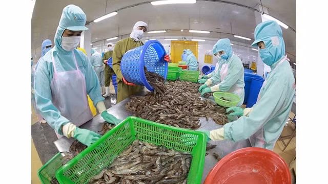 La transformation de crevettes congelées pour l'exportation dans l'usine de Minh Phu dans la province de Hâu Giang. Photo: VNA
